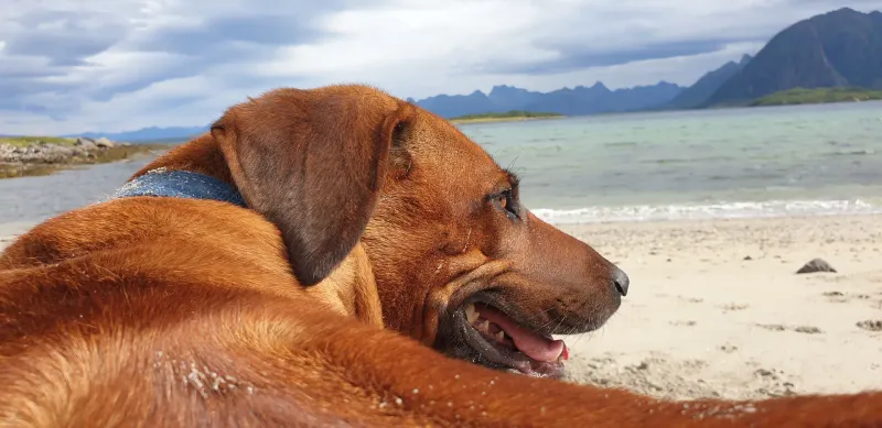Themba en Motsi, onze Rhodesian Ridgebacks