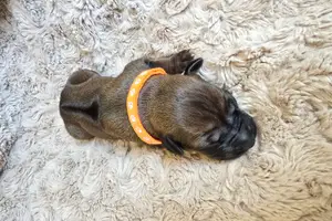 Teefje oranje